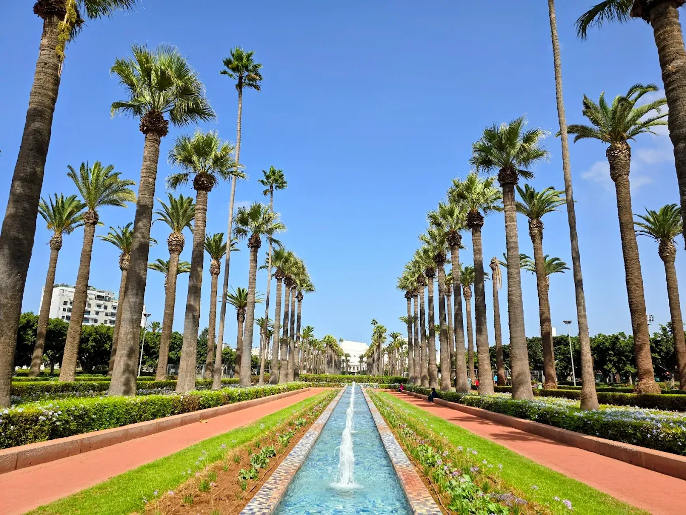 Paseo de palmeras en el Parque de la Liga Arabe